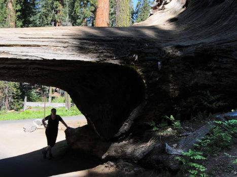 Sequoia NP